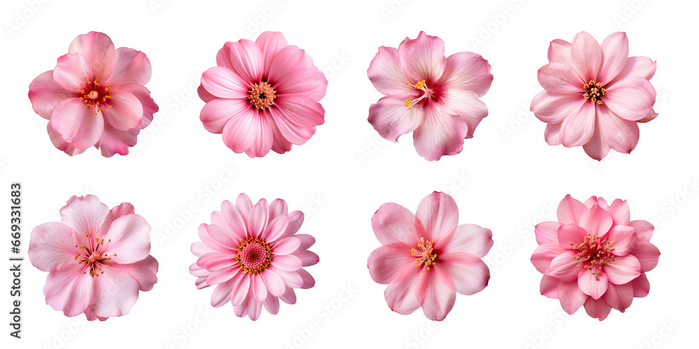 Obraz premium Collection of various pink flowers isolated on a transparent background
