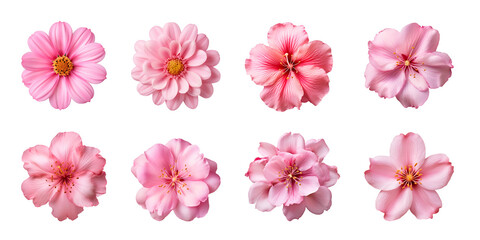 Collection of various pink flowers isolated on a transparent background
