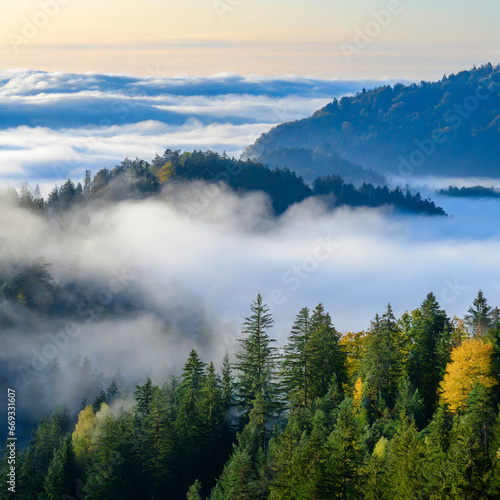 View over forest with morning fog © Beste stock