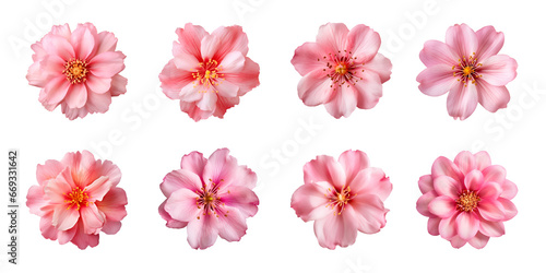 Collection of various pink flowers isolated on a transparent background © degungpranasiwi