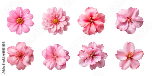 Collection of various pink flowers isolated on a transparent background photo