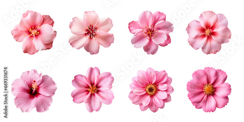 Collection of various pink flowers isolated on a transparent background #669331674
