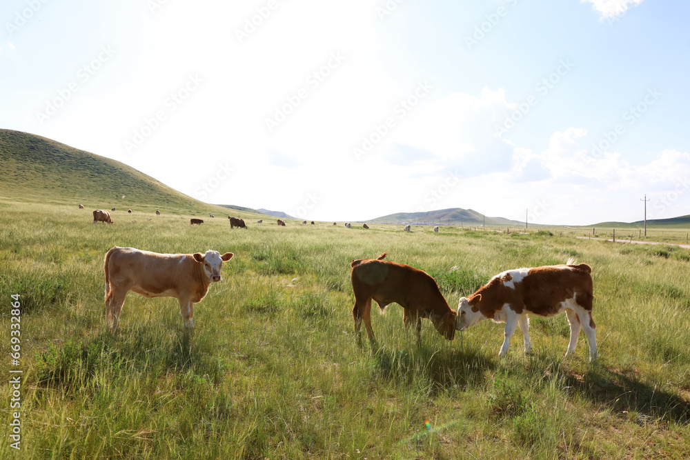 A herd of cattle on the prairie