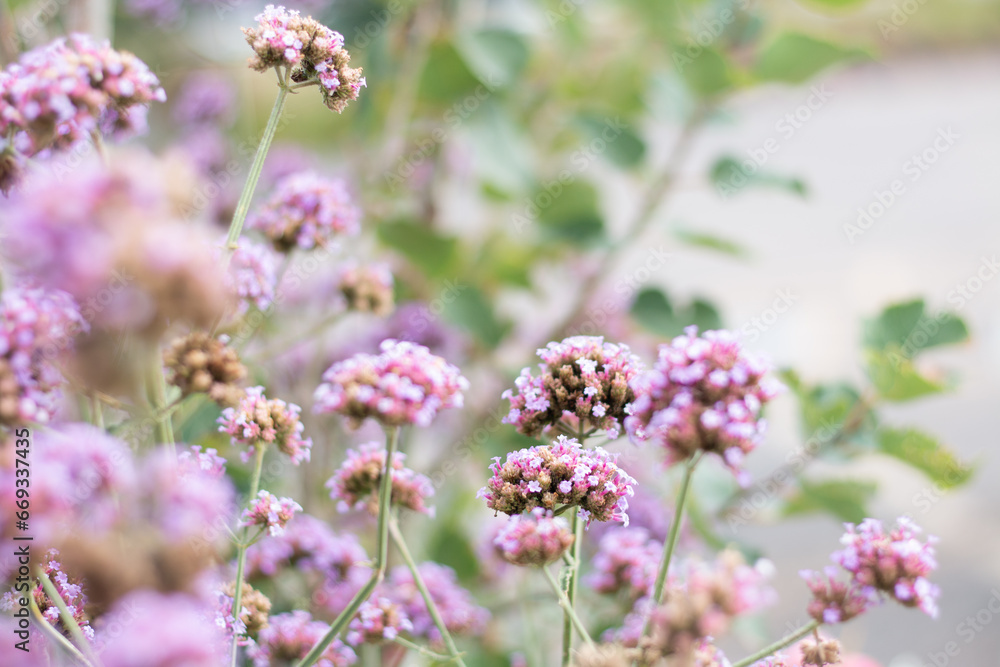 Vervain in the Garden Vervain in the Garden