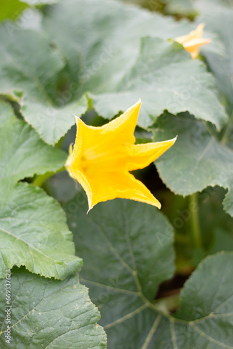 Squash Blossom Opening