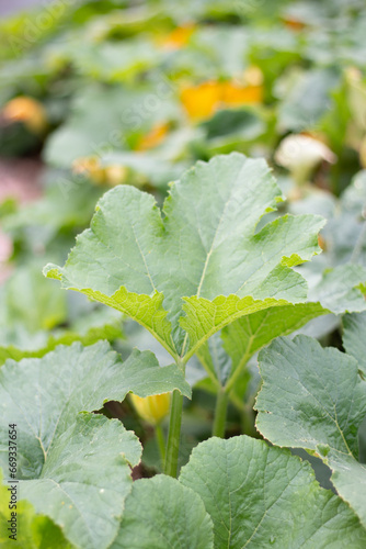 Squash Leaf in the Garden