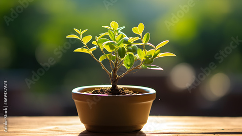 Organic growth of a small potted plant brings nature indoors