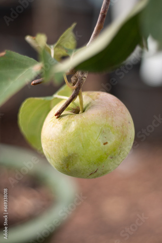 Ripening Apple