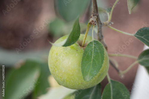 Growing Granny Smith
