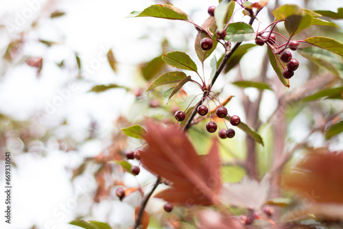 A Glimpse of Cherries