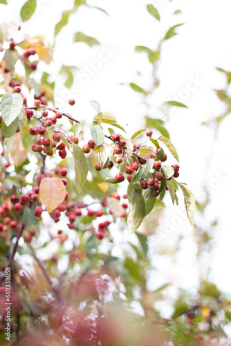 Berries on the Branch