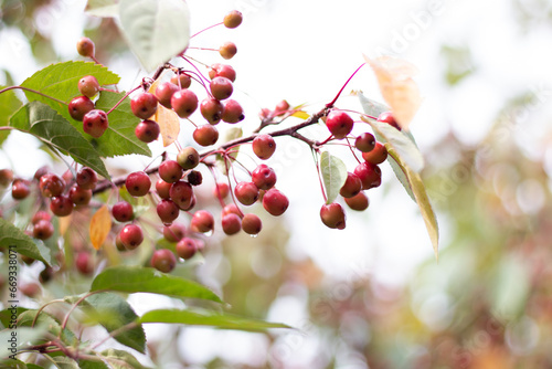 Bitter Cherries on the Branch