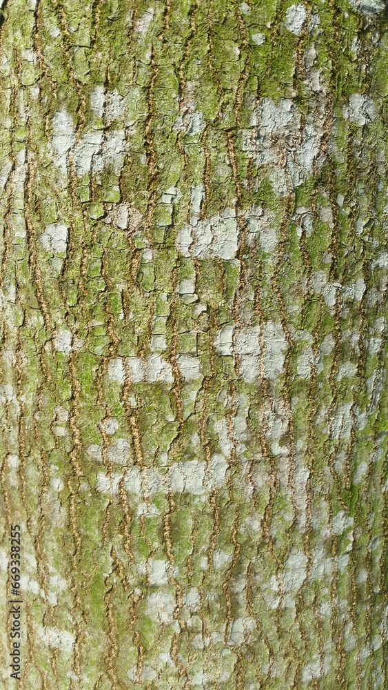 Obraz premium GREEN TREE BARK TEXTURE BACKGROUND