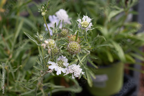 Scabiosa for Sale