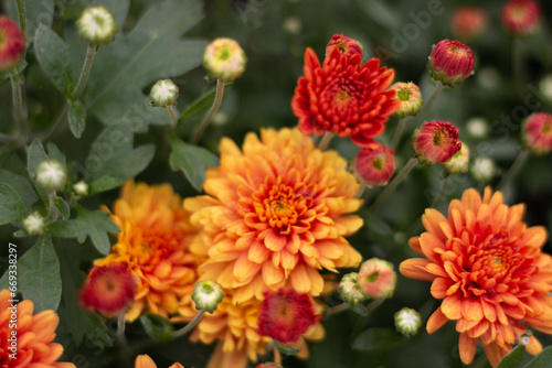 Softly Blooming Mums