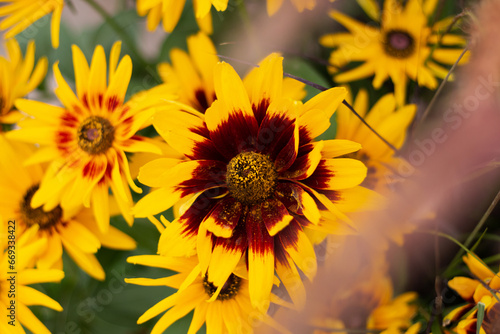 Richly Colored Rudbeckia