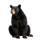 front view, black bear in sitting position, looking left side,  isolated on transparent background.