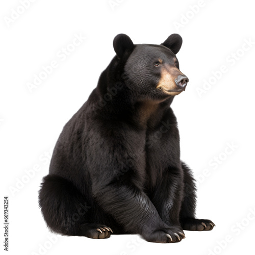 front view, black bear in sitting position, looking to right side,  isolated on transparent background. © Naige