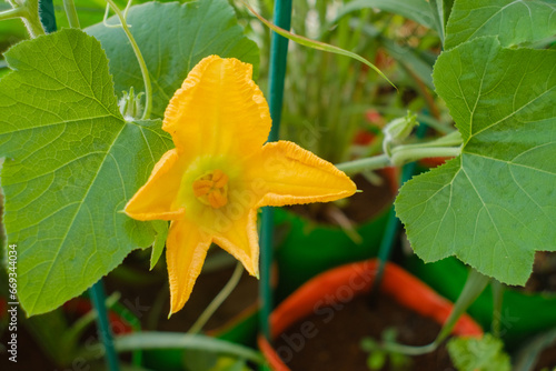 Female pumpkin flower opening up early in the morning in the garden. Female pumpkin flower with stigma. Selective focus, shallow depth of field