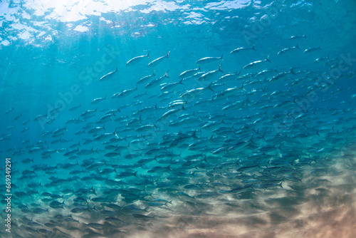A school of salmon swimming in the clear water, Australia © Gary