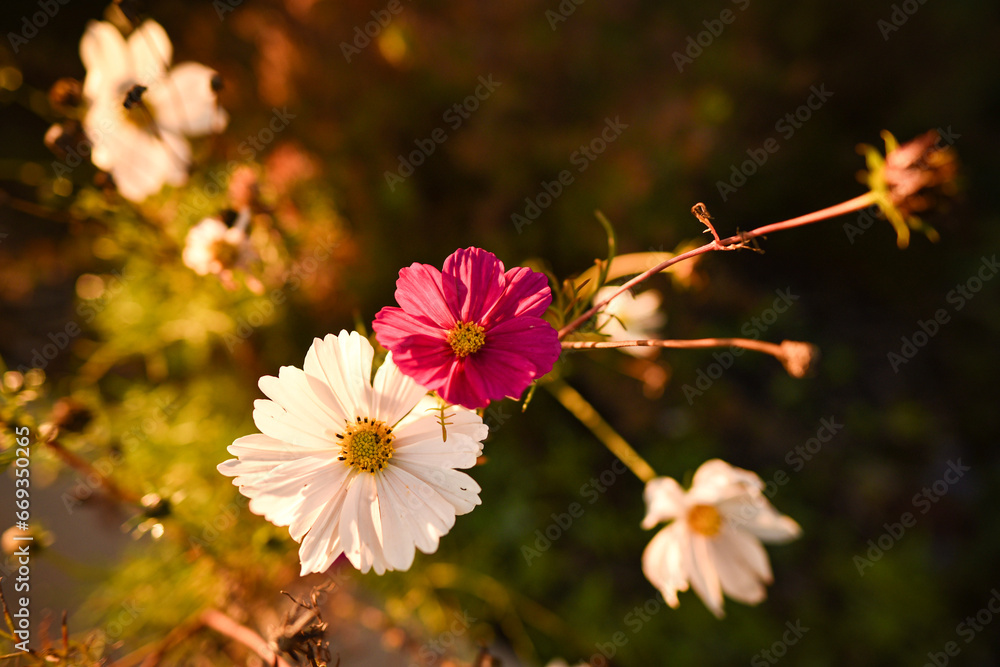 Obraz premium Cosmos Bipinnatus