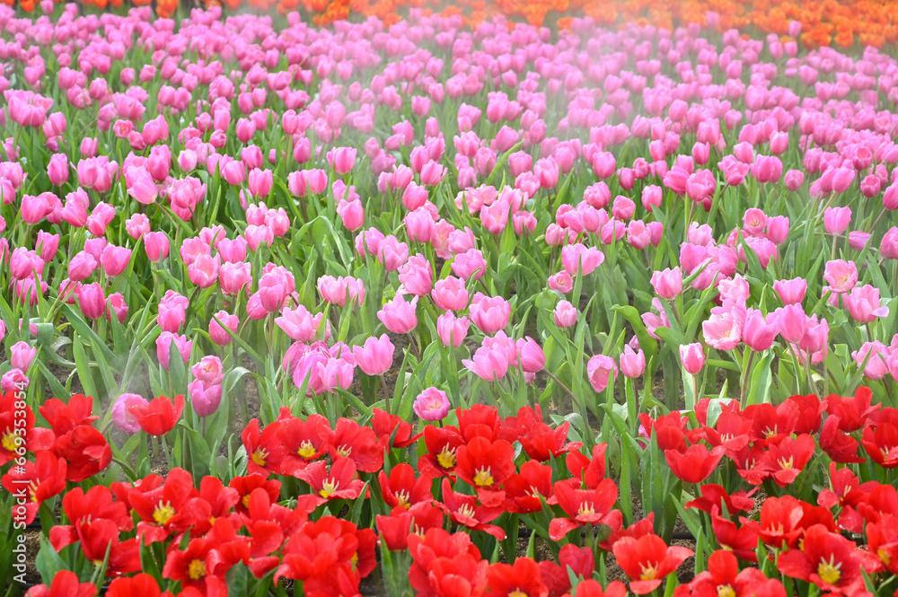 beautiful red and pink tulip in the garden, natural background