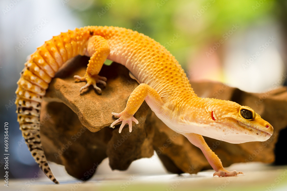 Obraz premium Leopard gecko lizard, close up macro on nature background.
