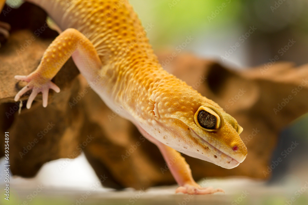Leopard gecko lizard, close up macro on nature background. Leopard gecko lizard, close up macro on nature background.