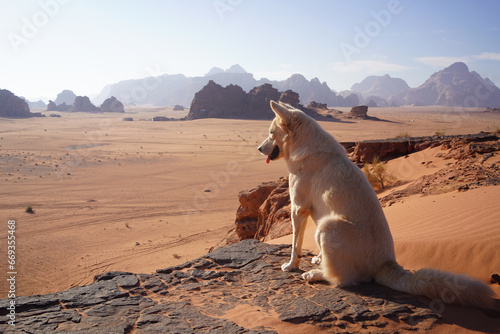 White stray dog with brown eyes at the Wadi Rum desert photo