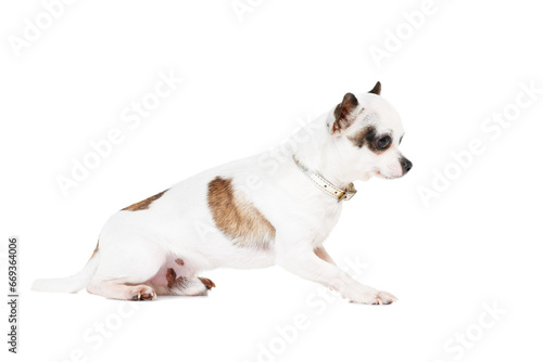 Dog, pet or chihuahua in studio isolated on a white background for animal care or companion. Puppy, young and loyalty with an adorable little purebred canine on a backdrop for trust or friendship