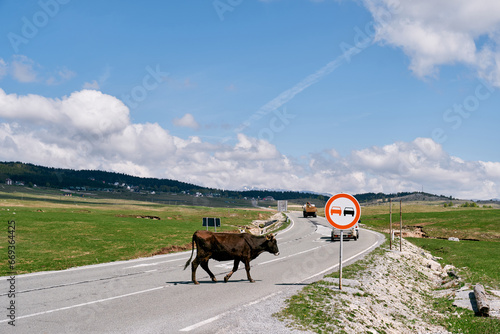 Brown cow crosses the road going to a green pasture. Side view