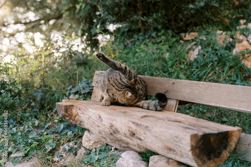 Striped cat sits on a wooden bench in the park and licks itself