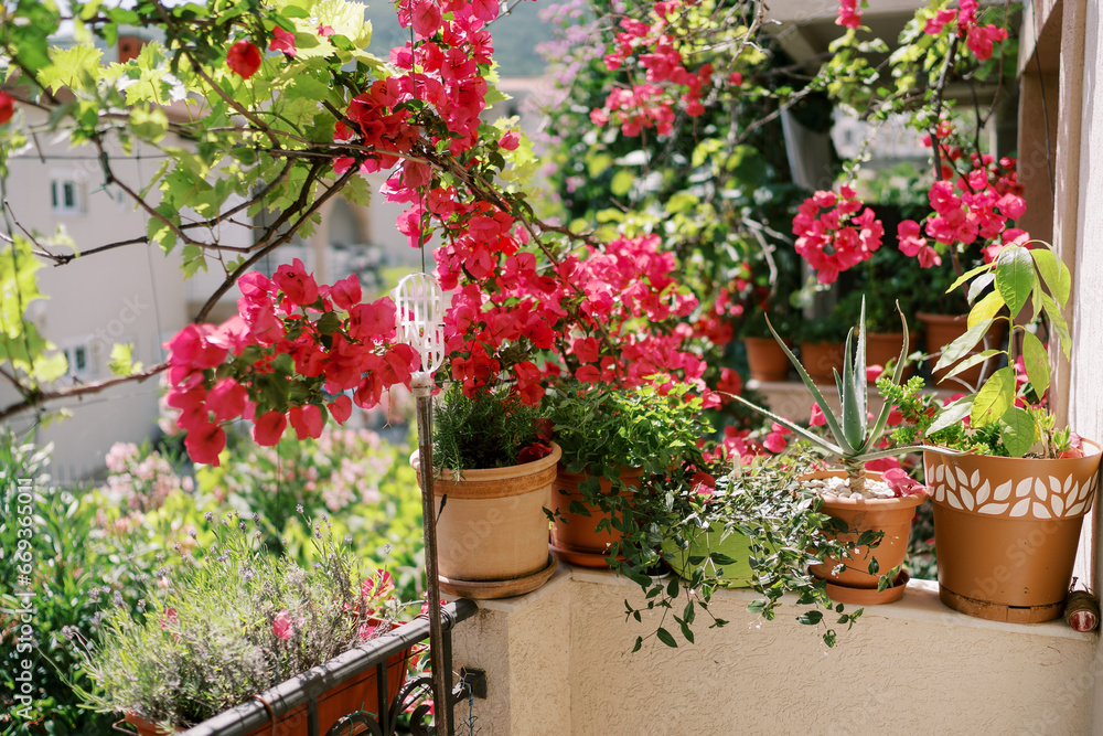 Red flowering flowerpots stand on the balcony