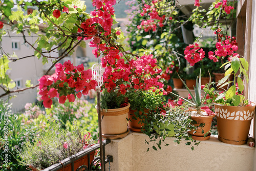 Red flowering flowerpots stand on the balcony