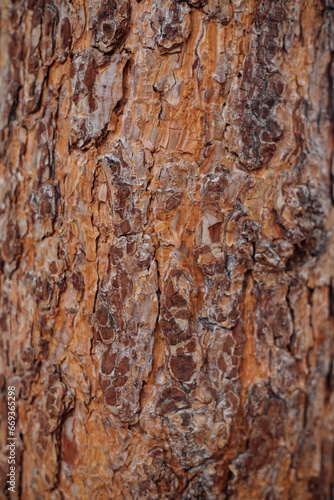 The texture of the tree bark. A tree in a forest or park in close-up. Relief texture and background. Beauty is in nature. Uneven, rough surface. Natural background.