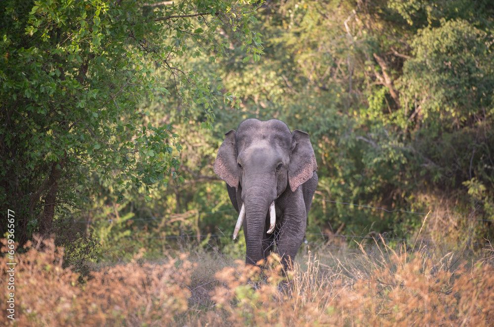 Obraz premium WIld Tusker , Wild Elephant, Asian Elphant, Srilankan Elephant