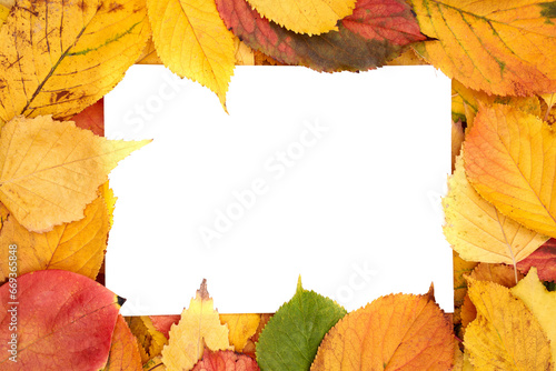 Partially covered horizontal white leaf lies against the background of yellow leaves