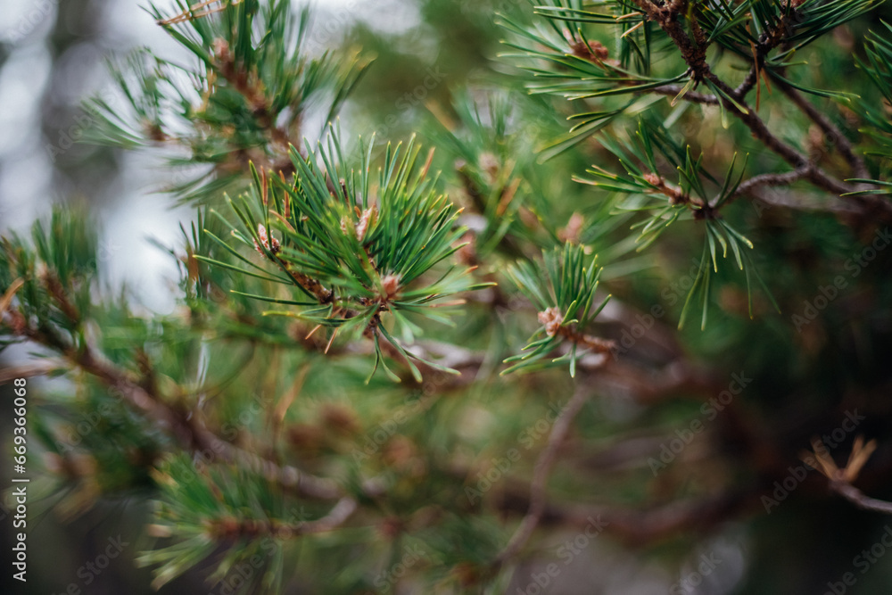Pine branch close-up in the autumn forest. Fluffy green branches. A young plant. Landscaping of the territory. Beautiful natural background. Pine branch close-up in the autumn forest. Fluffy green branches. A young plant. Landscaping of the territory. Beautiful natural background.