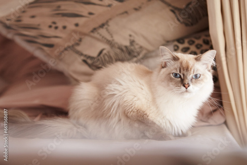 Cat, relax and portrait on a sofa in home with healthy pet in apartment living room. Calm, kitten and grey fur of persian kitty sitting in house with moody, attitude or sleepy face of tired animal