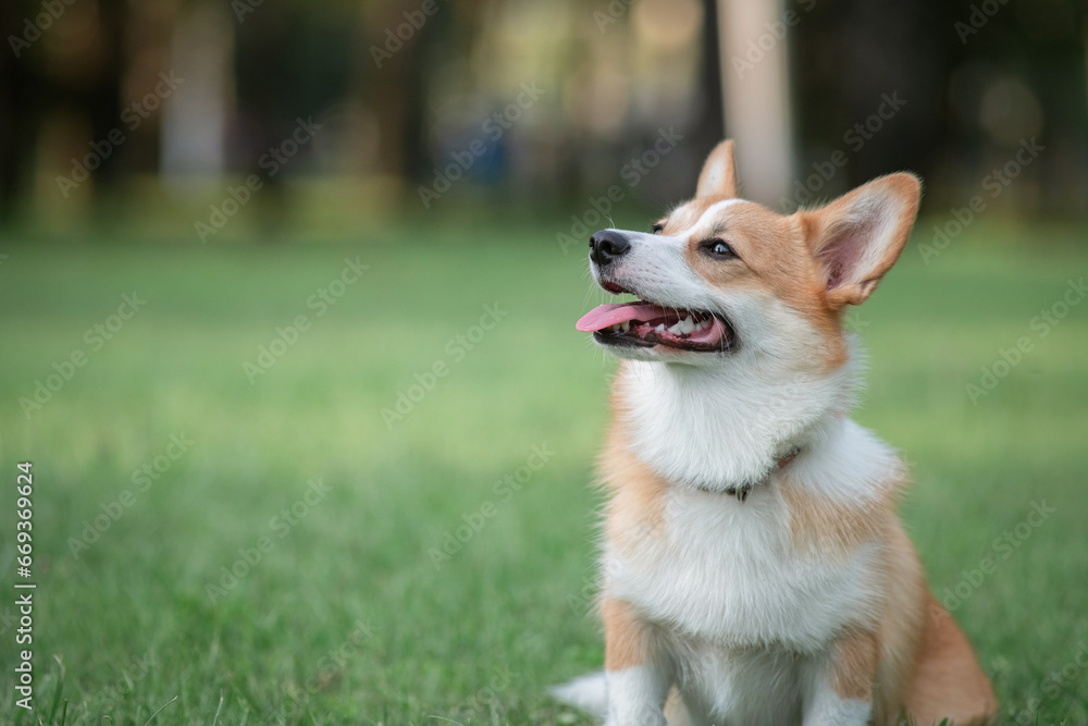 Beautiful purebred dogs play in the summer park. Beautiful purebred dogs play in the summer park.