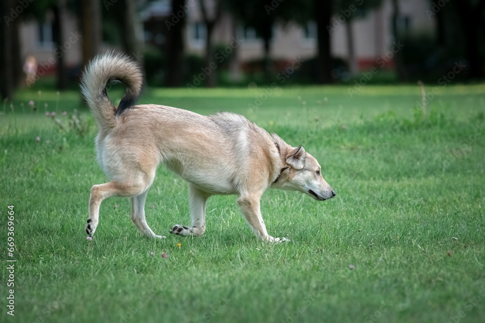 Beautiful purebred dogs play in the summer park. Beautiful purebred dogs play in the summer park.
