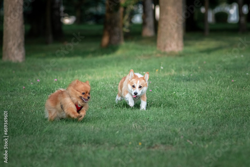 Beautiful purebred dogs play in the summer park.