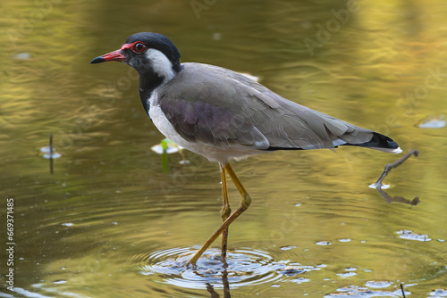 Photography Red-wattled lapwing - Vanellus indicus wading in dark green water
