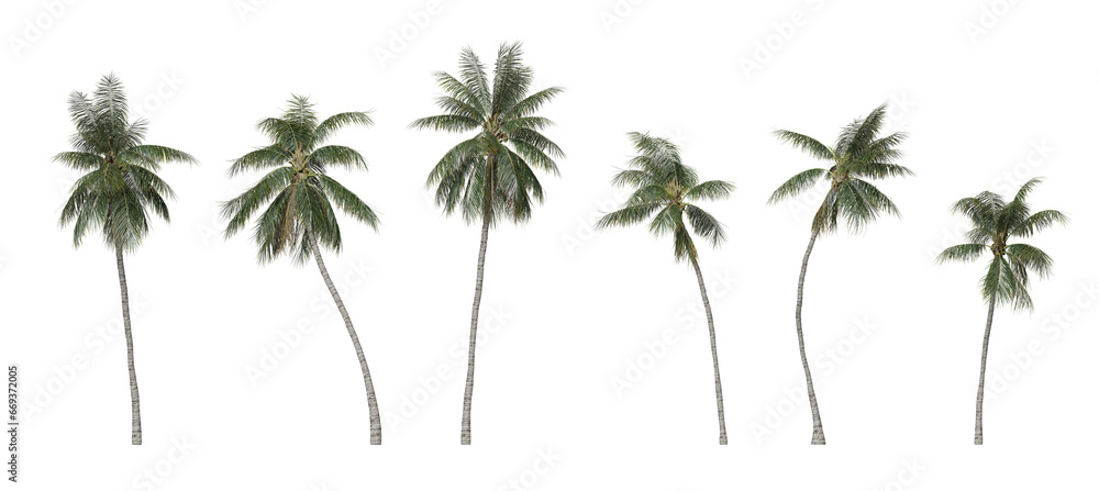 Fototapeta premium Cocos Nucifera coconut realistic tree isolated on transparent background