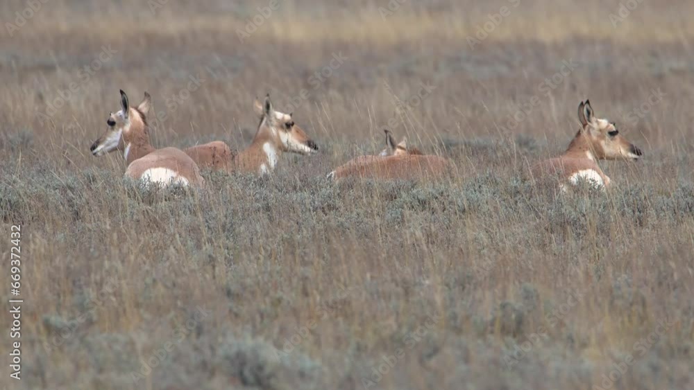 Small herd of Pronghorns (Antilocapra americana) laying down in the grass in Grand Teton National Park
Small herd of Pronghorns (Antilocapra americana) laying down in the grass in Grand Teton National Park