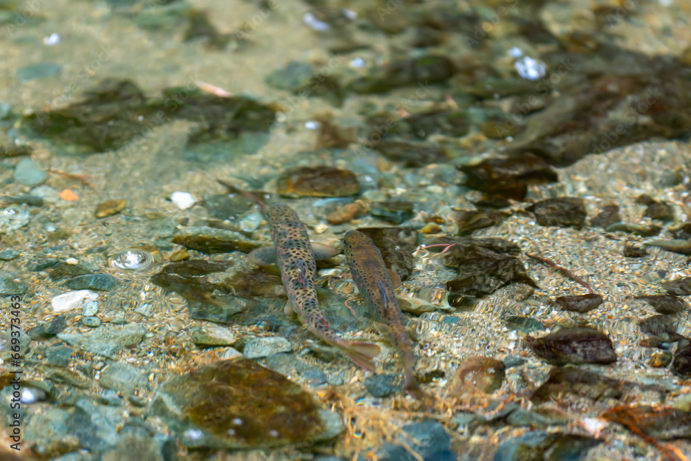 Balkan trout in the clear waters of a mountain river