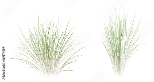 Bunches of grass on a transparent background. 3D rendering.	 photo