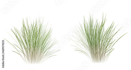 Bunches of grass on a transparent background. 3D rendering. 