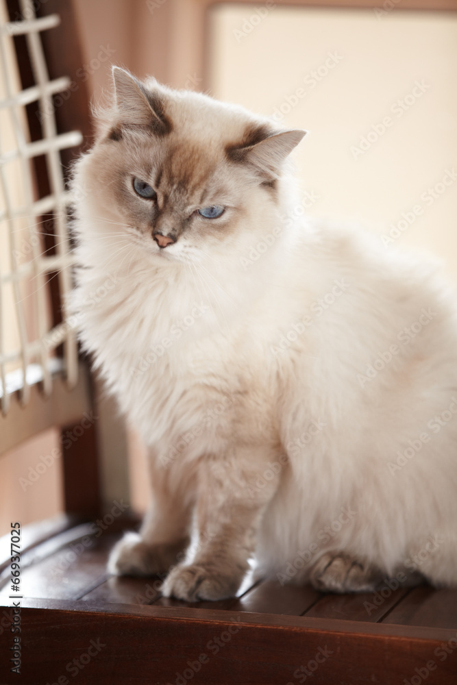 Cat, relax and portrait on a chair in home with healthy pet in apartment living room. Calm, kitten and grey fur of persian kitty sitting in house with moody, attitude or sleepy face of animal