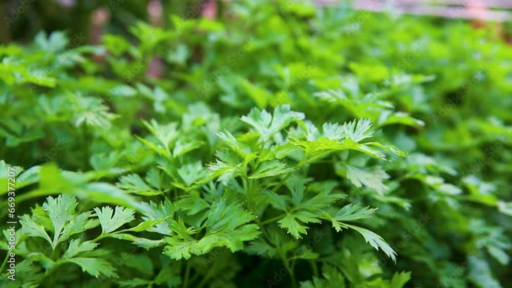 Curly parsley. A plantation of greenery in close-up. Food background of green parsley leaves. A bed of greenery in the garden. The wind stirs the leaves. Curly parsley. A plantation of greenery in close-up. Food background of green parsley leaves. A bed of greenery in the garden. The wind stirs the leaves.